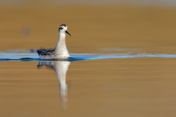 Red necked phalarope in winter plumage