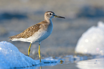 Wood Sandpiper (Tringa glareola)