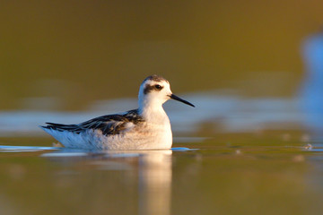 Red necked phalarope in winter plumage