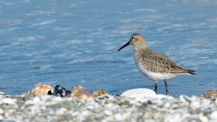 Curlew sandpiper (Calidris ferruginea)