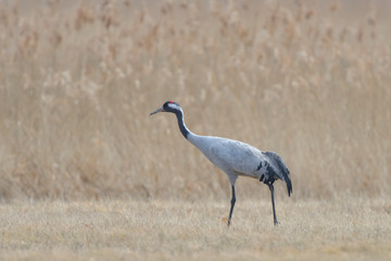 Common Crane, on the field, in autumn