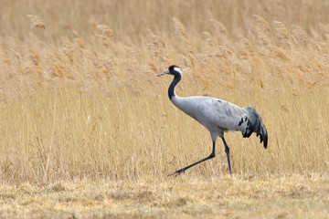 Common Crane, on the field, in autumn