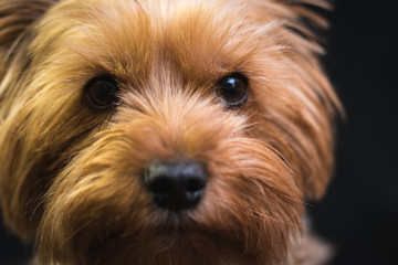 dog, yorkshire terrier, on a black background