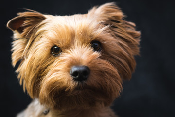 dog, yorkshire terrier, on a black background