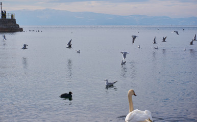 Swan in Ohrid lake