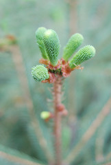 Spruce young green shoots