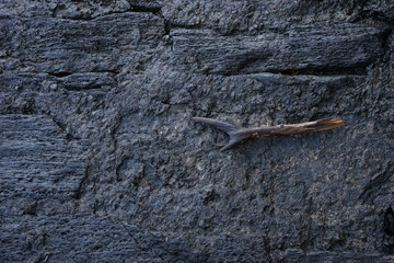 Italy, Bellagio, Lake Como, a slug on a rock