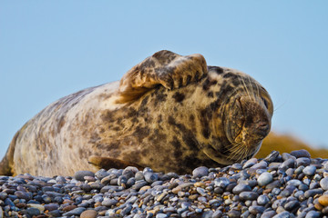 Kegelrobbe (Halichoerus grypus)