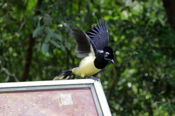 Obraz premium Plush-crested jay, Iguazu Falls, Argentina