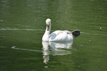 white swan and cygnets