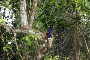 Plush-crested jay, Iguazu Falls, Argentina
