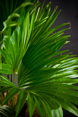 Fan plant in a pot home decoration on dark background