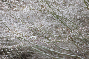 雪