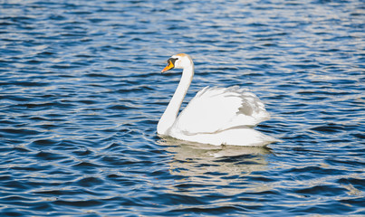 White swan floats on the lake