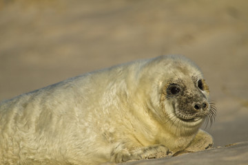 Kegelrobbe (Halichoerus grypus)