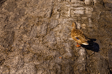 Italy, Bellagio, Lake Como, a bird sitting on a rock