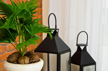 Fan plant in a pot home decoration living room