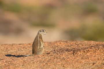 Damara Ground Squirrel - Xerus princeps, beautiful large squirrel from African bushes and mountains, Namibia.