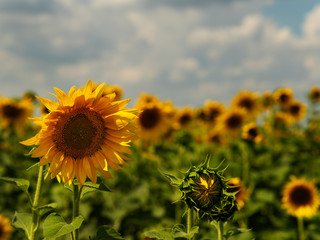 Boundless fields of the blossoming sunflower. View of the field, landing and the settlement in the distance on the mountains. Cloudy sky and clouds of a rain.