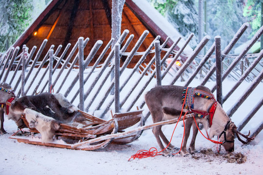 Reindeer with sledge in winter forest in Rovaniemi, Lapland, Finland