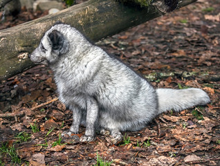 Arctic fox. Latin name - Vulpes lagopus