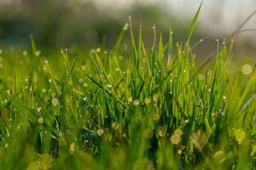 Green grass in water drops for background