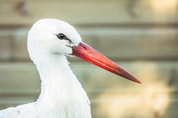 Portrait d'une cigogne