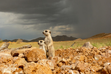 suricates on outlook looking watchful