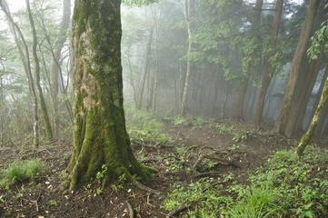 山霧に煙る甲相国境尾根の森