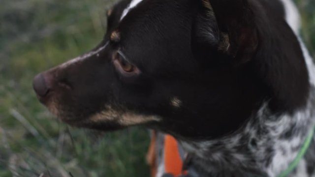 A slow motion close up shot of an Australian Cattle Dog mixed breed rescue dog laying down in the grass on a winter day at a dog park.