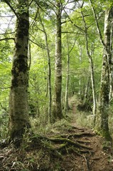 甲相国境尾根のブナ林