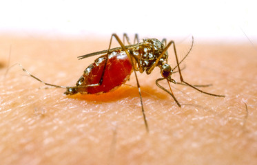 mosquito anopheles stitching and sucking blood - obrazy, fototapety, plakaty