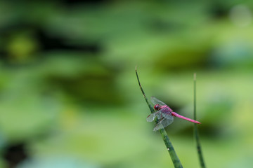libélula rosa posada en una hoja