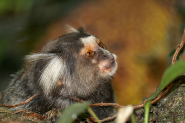 mono titi pincel en un &aacute;rbol