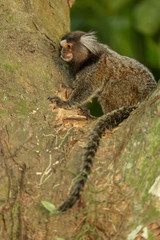 mono titi pincel en un árbol