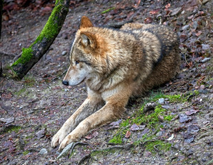 Mongolian wolf also known as tibetian wolf. Latin name - Canis lupus chanco