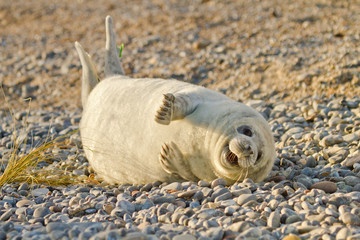 Kegelrobbe (Halichoerus grypus) © Jearu