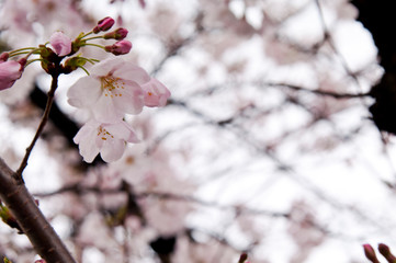 Naklejka premium Scientific name is Cerasus ×yedoensis (Matsum.) Masam. & Suzuki ‘Somei-yoshino. 