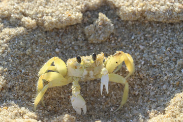 cangrejo en la playa