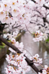 Obraz premium Scientific name is Cerasus ×yedoensis (Matsum.) Masam. & Suzuki ‘Somei-yoshino. 