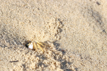 cangrejo en la playa