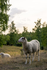 Schaf in der Senne, Oerlinghausen, Deutschland