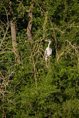 Graureiher (Ardea cinerea)