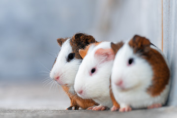 Three guinea pigs looking in the same direction