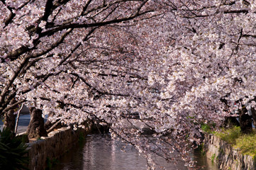 Scientific name is Cerasus ×yedoensis (Matsum.) Masam. & Suzuki ‘Somei-yoshino. 