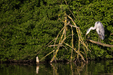 Graureiher (Ardea cinerea)