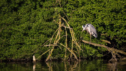 Graureiher (Ardea cinerea)