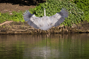 Graureiher (Ardea cinerea)