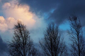 Fototapeta na wymiar Tree tops and epic sky