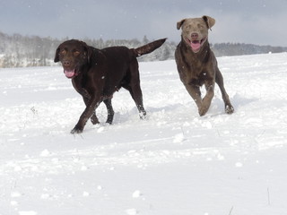 Labrador Retriever Braun und Silber spazieren im Schnee